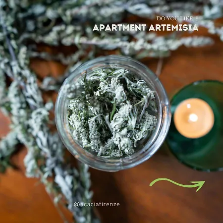 Acacia Artemisia-angelica * 피렌체